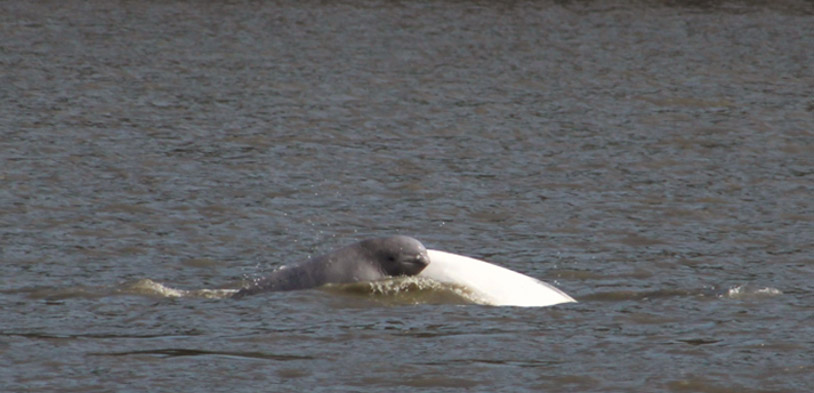Beluga whales surfacing in the waters of Cook Inlet, Alaska. The whale's white back and head are visible above the dark blue water, with the rest of the body submerged.